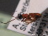  ( - BC ZSM HYM 09775)  @13 [ ] CreativeCommons - Attribution Non-Commercial Share-Alike (2012) Stefan Schmidt SNSB, Zoologische Staatssammlung Muenchen