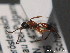  ( - BC ZSM HYM 09776)  @12 [ ] CreativeCommons - Attribution Non-Commercial Share-Alike (2012) Stefan Schmidt SNSB, Zoologische Staatssammlung Muenchen