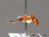  ( - BC ZSM HYM 09783)  @12 [ ] CreativeCommons - Attribution Non-Commercial Share-Alike (2012) Stefan Schmidt SNSB, Zoologische Staatssammlung Muenchen
