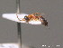  ( - BC ZSM HYM 09784)  @11 [ ] CreativeCommons - Attribution Non-Commercial Share-Alike (2012) Stefan Schmidt SNSB, Zoologische Staatssammlung Muenchen
