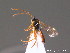  ( - BC ZSM HYM 10282)  @12 [ ] CreativeCommons - Attribution Non-Commercial Share-Alike (2010) Stefan Schmidt SNSB, Zoologische Staatssammlung Muenchen