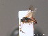  ( - BC ZSM HYM 10330)  @12 [ ] CreativeCommons - Attribution Non-Commercial Share-Alike (2010) Stefan Schmidt SNSB, Zoologische Staatssammlung Muenchen