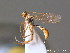  ( - BC ZSM HYM 10348)  @13 [ ] CreativeCommons - Attribution Non-Commercial Share-Alike (2010) Stefan Schmidt SNSB, Zoologische Staatssammlung Muenchen