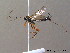 ( - BC ZSM HYM 10388)  @13 [ ] CreativeCommons - Attribution Non-Commercial Share-Alike (2011) Stefan Schmidt SNSB, Zoologische Staatssammlung Muenchen