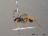  (Exetastes fornicator - BC ZSM HYM 10412)  @13 [ ] CreativeCommons - Attribution Non-Commercial Share-Alike (2011) Stefan Schmidt SNSB, Zoologische Staatssammlung Muenchen