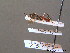  ( - BC ZSM HYM 10418)  @11 [ ] CreativeCommons - Attribution Non-Commercial Share-Alike (2011) Stefan Schmidt SNSB, Zoologische Staatssammlung Muenchen