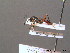  ( - BC ZSM HYM 10419)  @11 [ ] CreativeCommons - Attribution Non-Commercial Share-Alike (2011) Stefan Schmidt SNSB, Zoologische Staatssammlung Muenchen