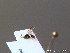  ( - BC ZSM HYM 10436)  @12 [ ] CreativeCommons - Attribution Non-Commercial Share-Alike (2011) Stefan Schmidt SNSB, Zoologische Staatssammlung Muenchen