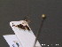  ( - BC ZSM HYM 10437)  @13 [ ] CreativeCommons - Attribution Non-Commercial Share-Alike (2011) Stefan Schmidt SNSB, Zoologische Staatssammlung Muenchen