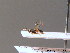  ( - BC ZSM HYM 10438)  @12 [ ] CreativeCommons - Attribution Non-Commercial Share-Alike (2011) Stefan Schmidt SNSB, Zoologische Staatssammlung Muenchen