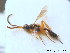  (Orthizema gravipes - BC ZSM HYM 10473)  @12 [ ] CreativeCommons - Attribution Non-Commercial Share-Alike (2011) Stefan Schmidt SNSB, Zoologische Staatssammlung Muenchen