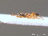  ( - BC ZSM HYM 10474)  @12 [ ] CreativeCommons - Attribution Non-Commercial Share-Alike (2011) Stefan Schmidt SNSB, Zoologische Staatssammlung Muenchen