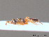  ( - BC ZSM HYM 10475)  @11 [ ] CreativeCommons - Attribution Non-Commercial Share-Alike (2011) Stefan Schmidt SNSB, Zoologische Staatssammlung Muenchen