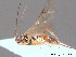  ( - BC ZSM HYM 10492)  @11 [ ] CreativeCommons - Attribution Non-Commercial Share-Alike (2011) Stefan Schmidt SNSB, Zoologische Staatssammlung Muenchen