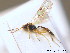  ( - BC ZSM HYM 10493)  @12 [ ] CreativeCommons - Attribution Non-Commercial Share-Alike (2011) Stefan Schmidt SNSB, Zoologische Staatssammlung Muenchen