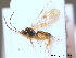  ( - BC ZSM HYM 10495)  @13 [ ] CreativeCommons - Attribution Non-Commercial Share-Alike (2011) Stefan Schmidt SNSB, Zoologische Staatssammlung Muenchen