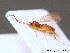  ( - BC ZSM HYM 10502)  @13 [ ] CreativeCommons - Attribution Non-Commercial Share-Alike (2011) Stefan Schmidt SNSB, Zoologische Staatssammlung Muenchen