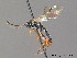  ( - BC ZSM HYM 10541)  @13 [ ] CreativeCommons - Attribution Non-Commercial Share-Alike (2011) Stefan Schmidt SNSB, Zoologische Staatssammlung Muenchen