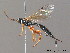  ( - BC ZSM HYM 10684)  @13 [ ] CreativeCommons - Attribution Non-Commercial Share-Alike (2011) Stefan Schmidt SNSB, Zoologische Staatssammlung Muenchen