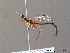  (Poemeniinae - BC ZSM HYM 10725)  @14 [ ] CreativeCommons - Attribution Non-Commercial Share-Alike (2011) Stefan Schmidt SNSB, Zoologische Staatssammlung Muenchen