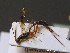  ( - BC ZSM HYM 10731)  @13 [ ] CreativeCommons - Attribution Non-Commercial Share-Alike (2011) Stefan Schmidt SNSB, Zoologische Staatssammlung Muenchen