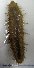  (Laetmonice producta - FB-94)  @11 [ ] Copyright (2008) Laetmonice producta University of Alaska, Fairbanks