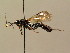  (Ctenichneumon melanocastanus - BC ZSM HYM 02482)  @13 [ ] CreativeCommons - Attribution Non-Commercial Share-Alike (2010) Unspecified SNSB, Zoologische Staatssammlung Muenchen