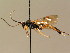  ( - BC ZSM HYM 02493)  @11 [ ] CreativeCommons - Attribution Non-Commercial Share-Alike (2010) Unspecified SNSB, Zoologische Staatssammlung Muenchen
