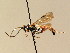  (Barichneumon bilunulatus - BC ZSM HYM 02516)  @11 [ ] CreativeCommons - Attribution Non-Commercial Share-Alike (2010) Unspecified SNSB, Zoologische Staatssammlung Muenchen