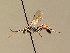  (Barichneumon chionomus - BC ZSM HYM 02522)  @13 [ ] CreativeCommons - Attribution Non-Commercial Share-Alike (2010) Unspecified SNSB, Zoologische Staatssammlung Muenchen