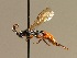  (Cratichneumon albifrons - BC ZSM HYM 02533)  @11 [ ] CreativeCommons - Attribution Non-Commercial Share-Alike (2010) Unspecified SNSB, Zoologische Staatssammlung Muenchen