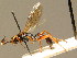  ( - BC ZSM HYM 02539)  @14 [ ] CreativeCommons - Attribution Non-Commercial Share-Alike (2010) Unspecified SNSB, Zoologische Staatssammlung Muenchen