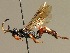 (Cratichneumon flavifrons - BC ZSM HYM 02541)  @14 [ ] CreativeCommons - Attribution Non-Commercial Share-Alike (2010) Unspecified SNSB, Zoologische Staatssammlung Muenchen