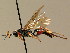  ( - BC ZSM HYM 02545)  @11 [ ] CreativeCommons - Attribution Non-Commercial Share-Alike (2010) Unspecified SNSB, Zoologische Staatssammlung Muenchen