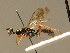  ( - BC ZSM HYM 02558)  @11 [ ] CreativeCommons - Attribution Non-Commercial Share-Alike (2010) Unspecified SNSB, Zoologische Staatssammlung Muenchen
