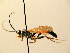  (Spilichneumon celenae - BC ZSM HYM 02568)  @13 [ ] CreativeCommons - Attribution Non-Commercial Share-Alike (2010) Unspecified SNSB, Zoologische Staatssammlung Muenchen