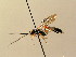  (Virgichneumon - BC ZSM HYM 02573)  @14 [ ] CreativeCommons - Attribution Non-Commercial Share-Alike (2010) Unspecified SNSB, Zoologische Staatssammlung Muenchen