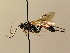  ( - BC ZSM HYM 02583)  @13 [ ] CreativeCommons - Attribution Non-Commercial Share-Alike (2010) Unspecified SNSB, Zoologische Staatssammlung Muenchen