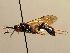  (Ichneumon didymus - BC ZSM HYM 02594)  @13 [ ] CreativeCommons - Attribution Non-Commercial Share-Alike (2010) Unspecified SNSB, Zoologische Staatssammlung Muenchen