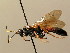  ( - BC ZSM HYM 02595)  @13 [ ] CreativeCommons - Attribution Non-Commercial Share-Alike (2010) Unspecified SNSB, Zoologische Staatssammlung Muenchen