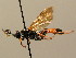  ( - BC ZSM HYM 02597)  @13 [ ] CreativeCommons - Attribution Non-Commercial Share-Alike (2010) Unspecified SNSB, Zoologische Staatssammlung Muenchen