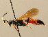  (Ichneumon gracilentus - BC ZSM HYM 02605)  @14 [ ] CreativeCommons - Attribution Non-Commercial Share-Alike (2010) Unspecified SNSB, Zoologische Staatssammlung Muenchen