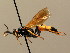  ( - BC ZSM HYM 02614)  @14 [ ] CreativeCommons - Attribution Non-Commercial Share-Alike (2010) Unspecified SNSB, Zoologische Staatssammlung Muenchen