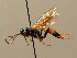  (Ichneumon cerinthius - BC ZSM HYM 02615)  @14 [ ] CreativeCommons - Attribution Non-Commercial Share-Alike (2010) Unspecified SNSB, Zoologische Staatssammlung Muenchen