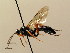  (Ichneumon cessator - BC ZSM HYM 02620)  @14 [ ] CreativeCommons - Attribution Non-Commercial Share-Alike (2010) Unspecified SNSB, Zoologische Staatssammlung Muenchen