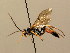  (Ichneumon cinxiae - BC ZSM HYM 02625)  @12 [ ] CreativeCommons - Attribution Non-Commercial Share-Alike (2010) Unspecified SNSB, Zoologische Staatssammlung Muenchen