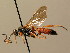 (Ichneumon erythromerus - BC ZSM HYM 02631)  @12 [ ] CreativeCommons - Attribution Non-Commercial Share-Alike (2010) Unspecified SNSB, Zoologische Staatssammlung Muenchen