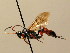  ( - BC ZSM HYM 02635)  @13 [ ] CreativeCommons - Attribution Non-Commercial Share-Alike (2010) Unspecified SNSB, Zoologische Staatssammlung Muenchen