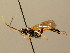  (Ichneumon albiger - BC ZSM HYM 02639)  @15 [ ] CreativeCommons - Attribution Non-Commercial Share-Alike (2010) Unspecified SNSB, Zoologische Staatssammlung Muenchen