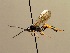  (Ichneumon alius - BC ZSM HYM 02644)  @14 [ ] CreativeCommons - Attribution Non-Commercial Share-Alike (2010) Unspecified SNSB, Zoologische Staatssammlung Muenchen